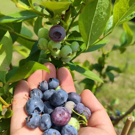 Il Torrione Del Trebbia مزرعة للإقامة بوبيو