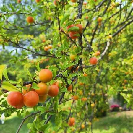 Il Torrione Del Trebbia *