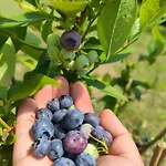 Il Torrione Del Trebbia Agroturismo Bobbio