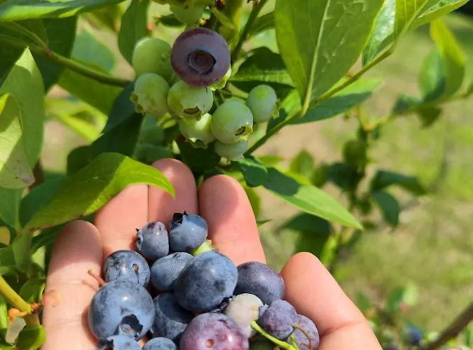 Il Torrione Del Trebbia 팜스테이 보비오
