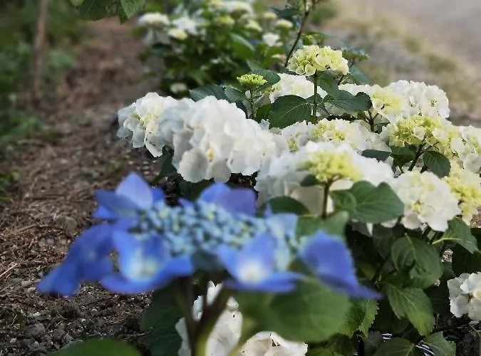 Il Torrione Del Trebbia 보비오